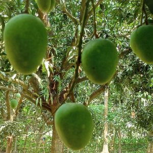 প্যাকেজ ২ [ ২০ কেজি হিমসাগর  ]